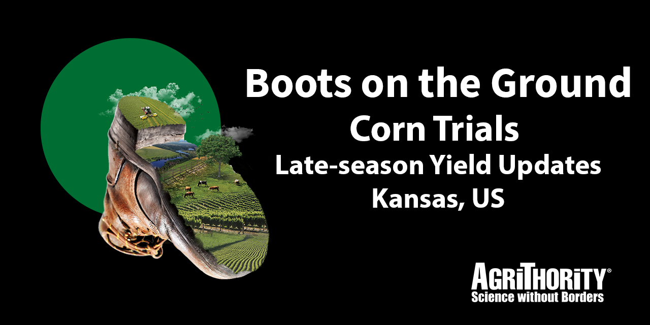 Boots on the Ground Late-season corn trials