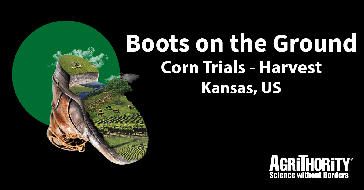 Corn Trials: Harvest. Dr. Dan Davidson