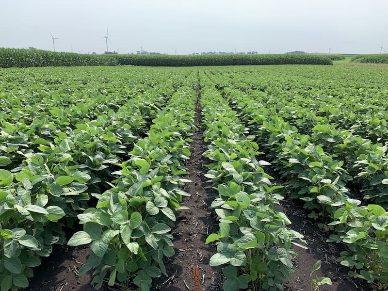 Row of soybean crops