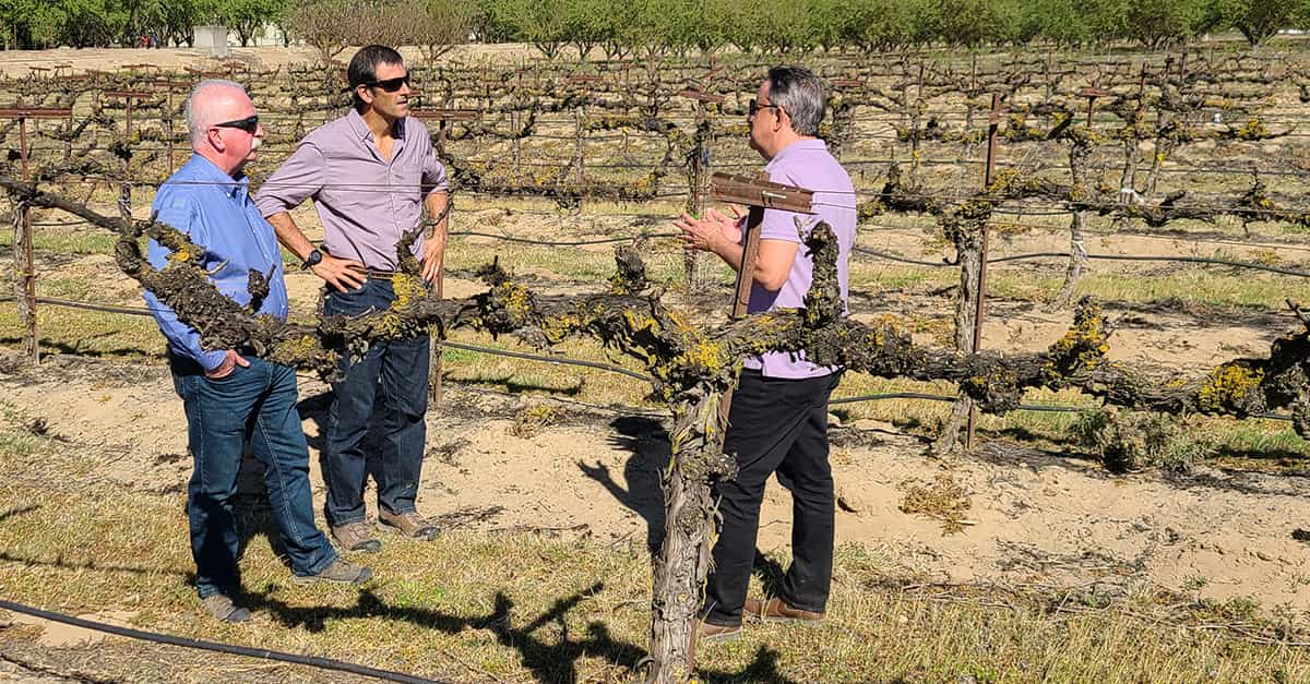 Analyzing markets: Gloverson Moro, Jerry Duff, and Ignacio Colonna standing in a vineyard