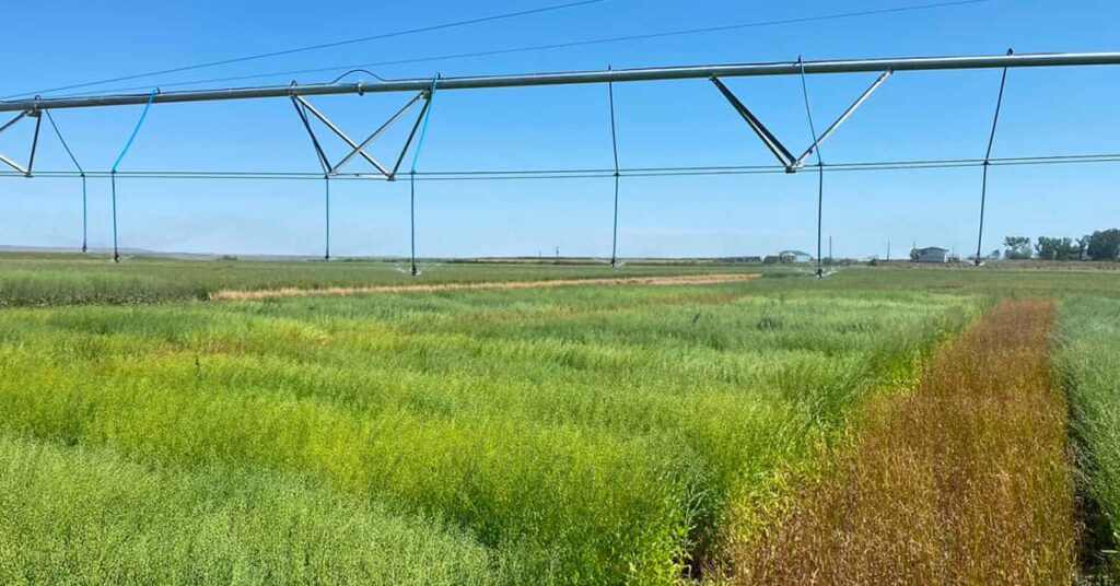 Picture of field depicting camelina trials