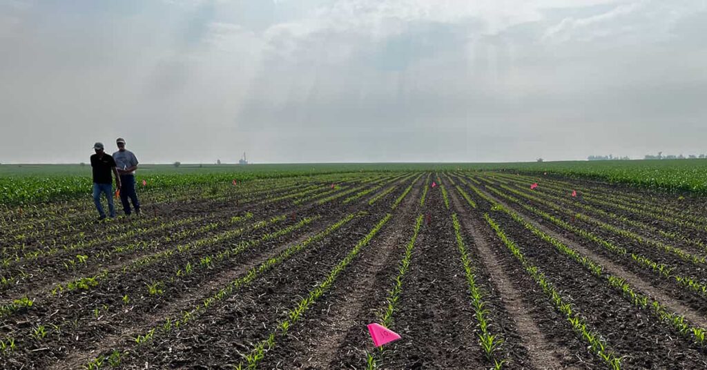 Two men walking through a field of crops.