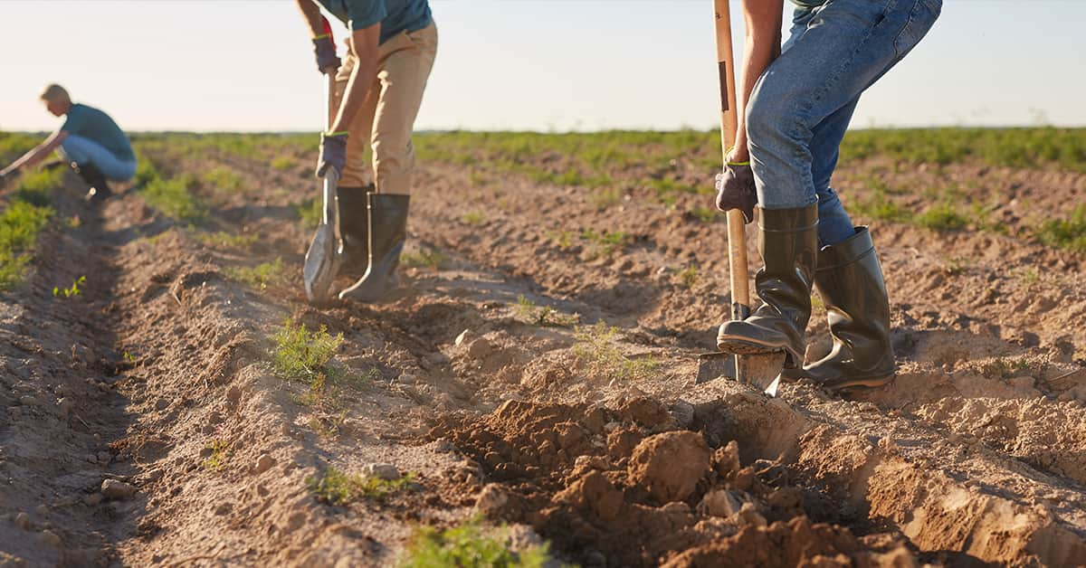 Three people digging in a field and planting seeds, depicting the theme of improving soil health.