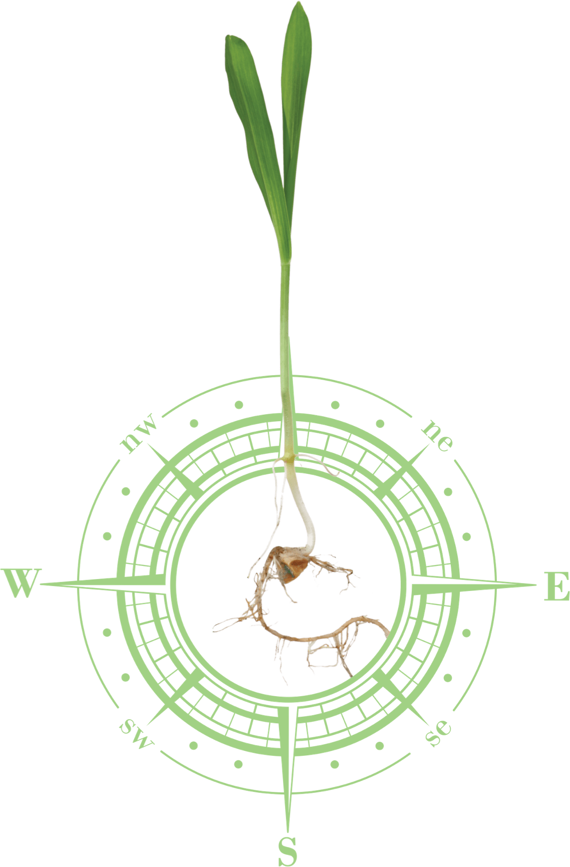 A digitally edited image of a young green seedling with roots, positioned over a light green compass design. The compass includes cardinal directions (N, S, E, W) and intermediate directions (NE, NW, SE, SW), symbolizing growth, direction, and agricultural navigation. The background is transparent.