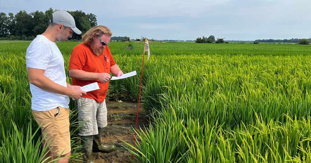 Two men stand in a lush green rice field under a cloudy sky, reviewing documents. The man on the left wears a white shirt, beige shorts, and a gray cap, while the man on the right wears an orange shirt, gray shorts, and green boots. A red pole with a white flag marks a spot in the field. The background features trees and a distant horizon.