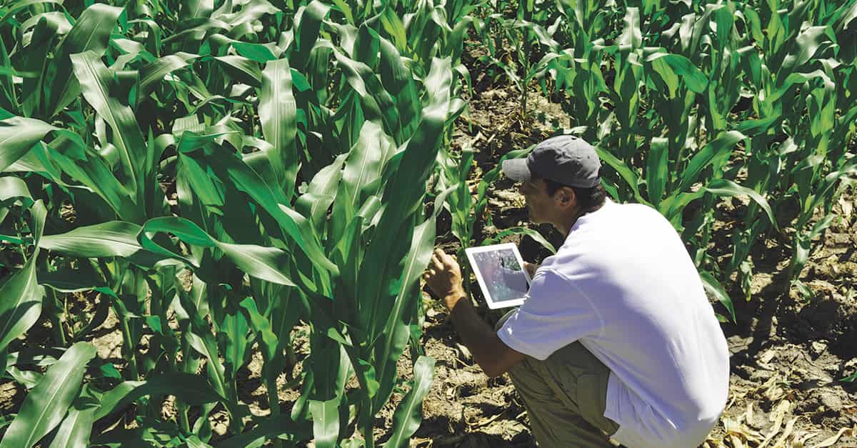 Ignacio Colonna in a white shirt and cap uses a tablet to analyze crops in a thriving cornfield, depicting predictive analytics in agriculture. Surrounded by tall green corn stalks, with visible soil and dried leaves on the ground.