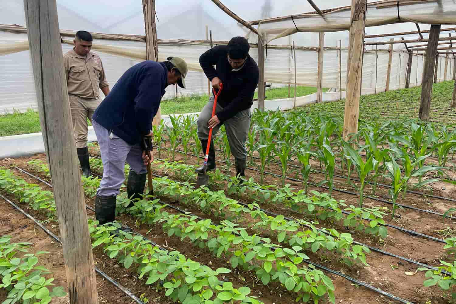 Two agricultural workers in a misty greenhouse tending rows of young soybean plants with hoes, highlighting sustainable farming and crop trial techniques in humid environments.