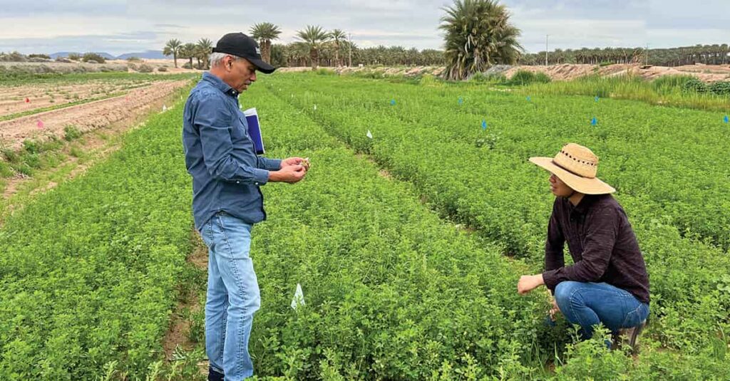 Two people in hats examine green crops in a lush field surrounded by palm trees, applying Stage Gate Development principles. One holds a plant sample while the other kneels, both engaged in discussion amid a rural landscape with distant mountains.