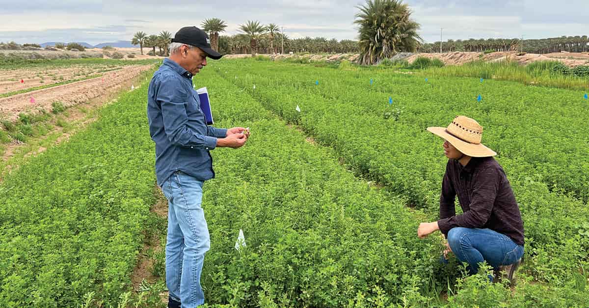 Two people in hats examine green crops in a lush field surrounded by palm trees, applying Stage Gate Development principles. One holds a plant sample while the other kneels, both engaged in discussion amid a rural landscape with distant mountains.